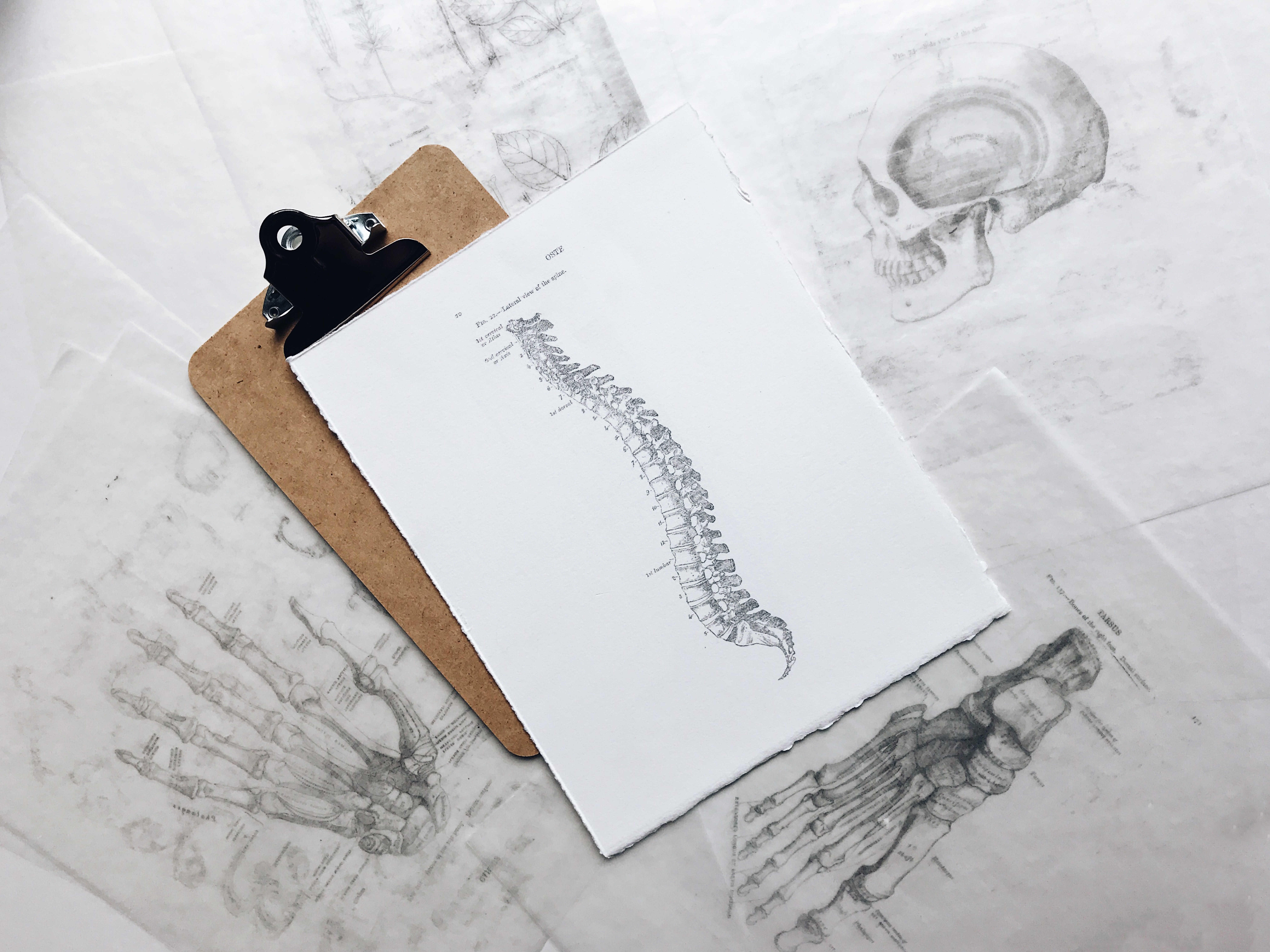 Looking in detail at anatomy and physiology